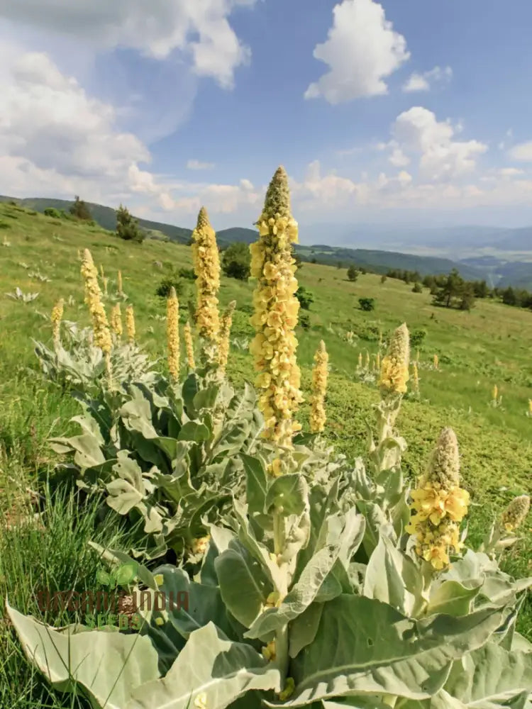 Great Mullein Flower Seeds For Planting: The Ultimate Guide To Growing And Caring For This Majestic