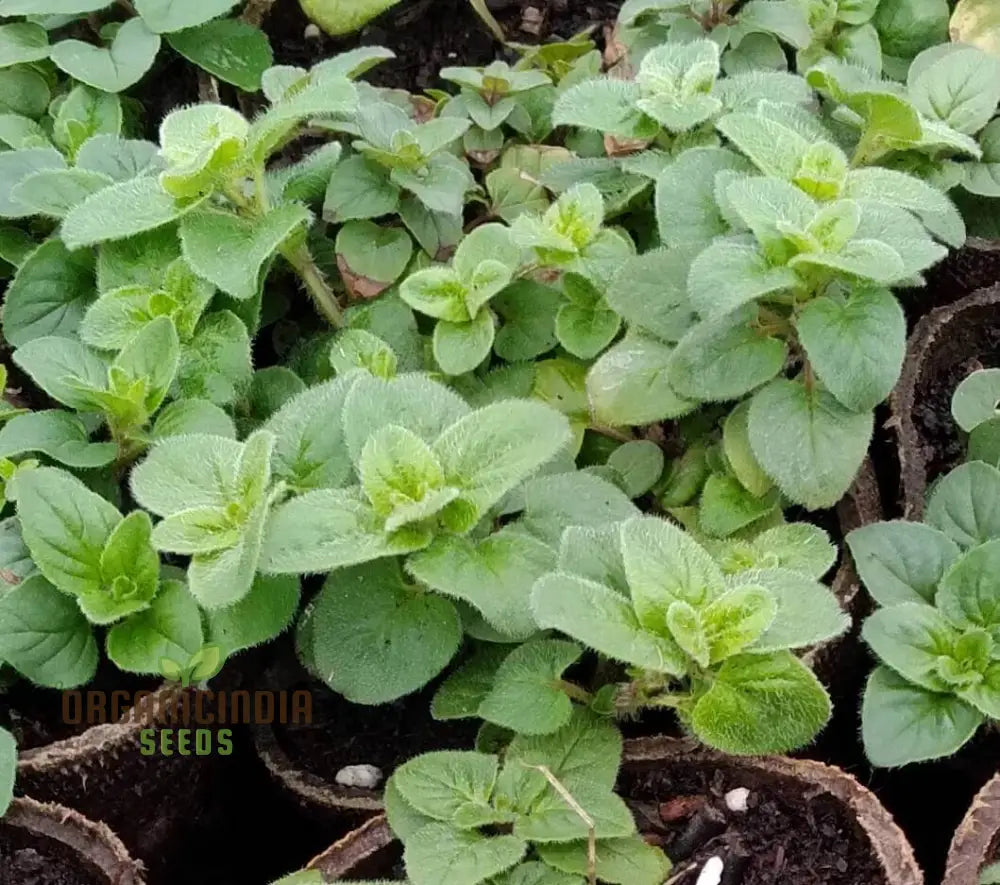 Greek Oregano Seeds For Planting Premium Quality A Flavorful Garden High Germination Rate & Easy To