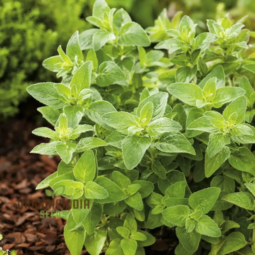 Greek Oregano Seeds For Planting Premium Quality A Flavorful Garden High Germination Rate & Easy To