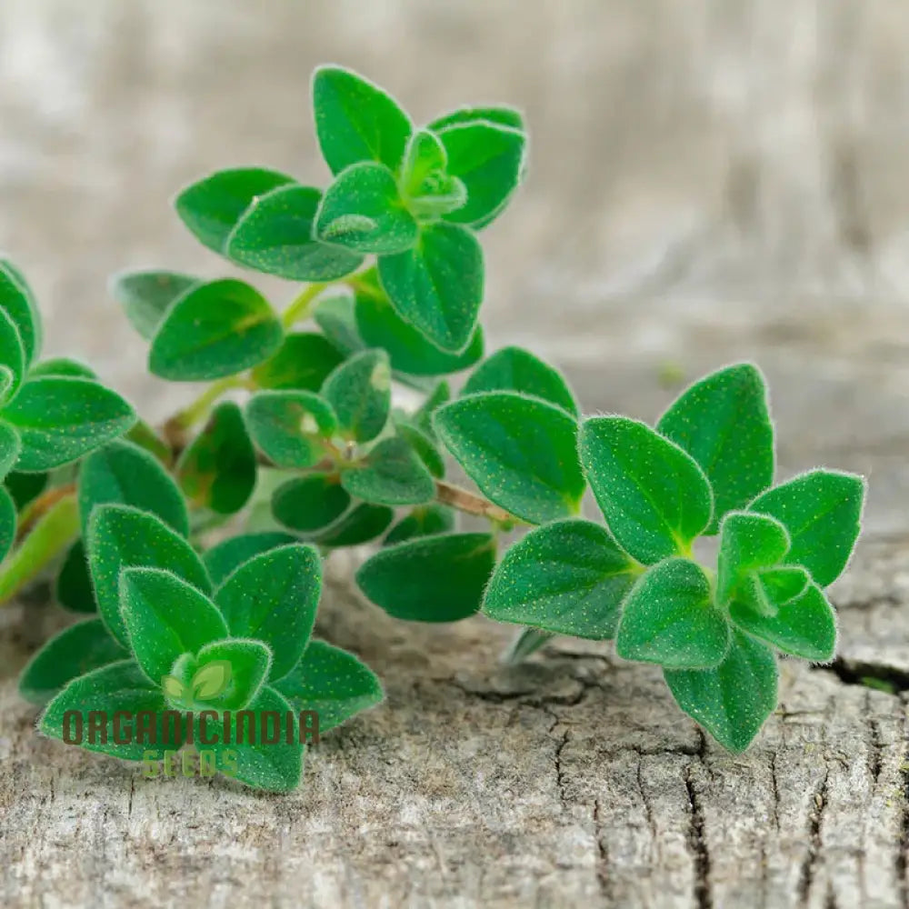 Greek Oregano Seeds For Planting Premium Quality A Flavorful Garden High Germination Rate & Easy To