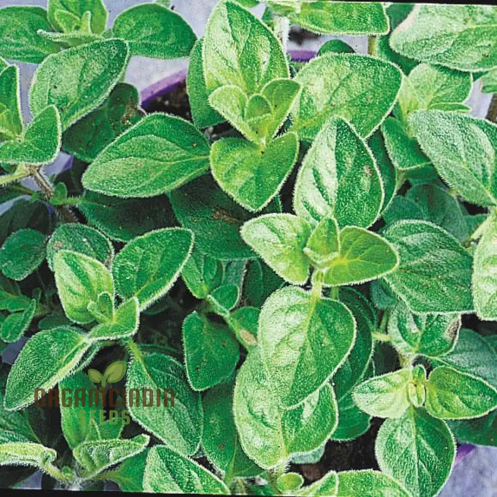 Greek Oregano Seeds For Planting Premium Quality A Flavorful Garden High Germination Rate & Easy To