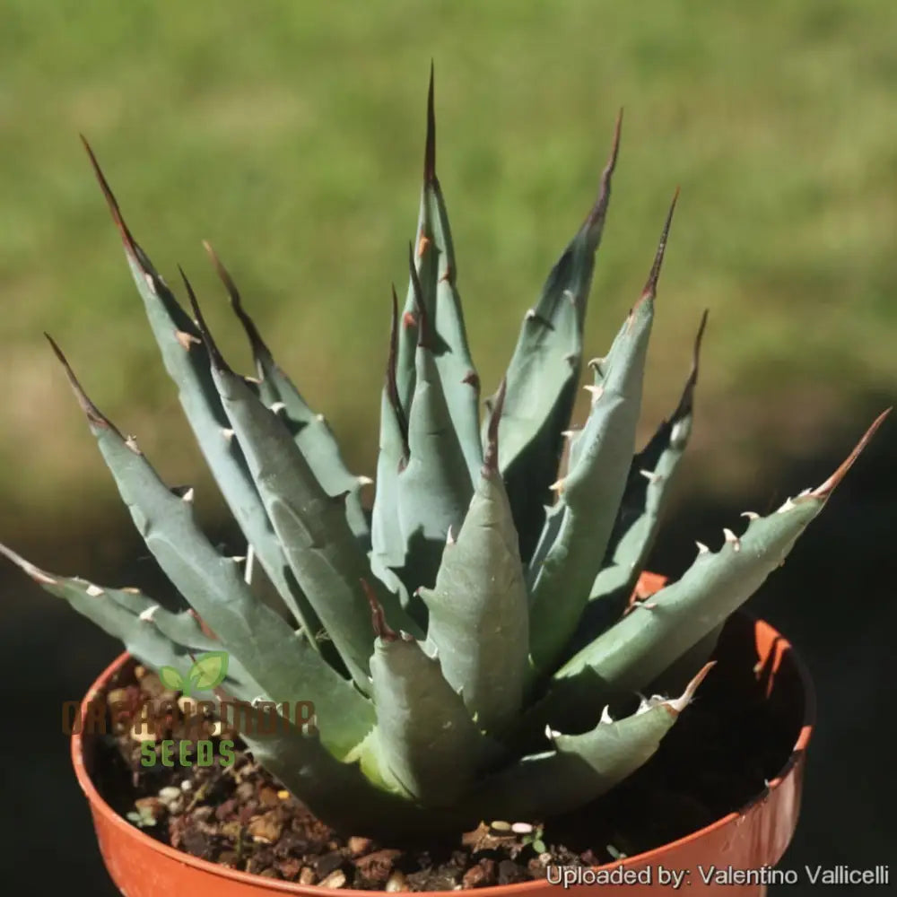 Green Agave Utahensis Plant Seeds Hardy Desert Succulents Striking And Resilient Garden