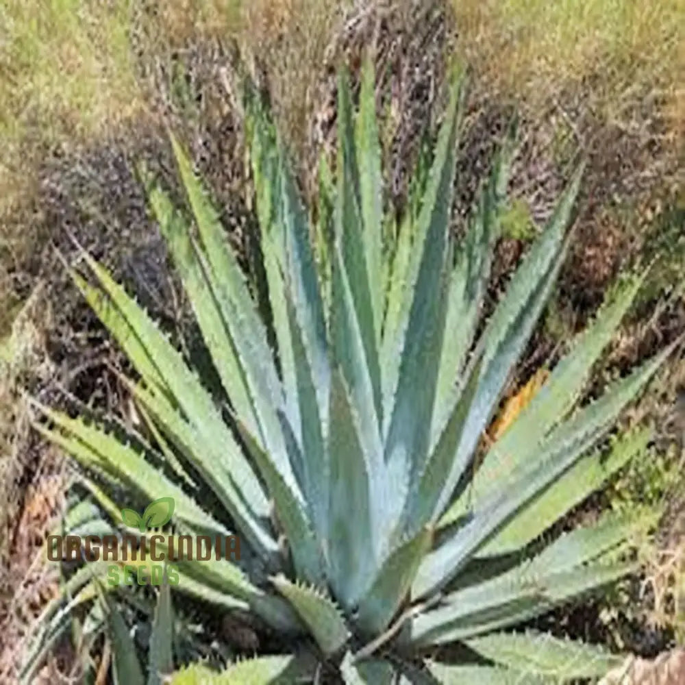 Green Agave Utahensis Plant Seeds Hardy Desert Succulents Striking And Resilient Garden