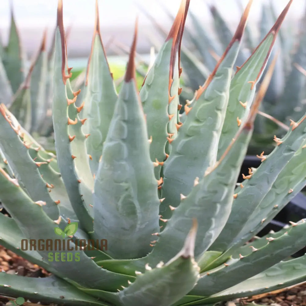 Green Agave Utahensis Plant Seeds Hardy Desert Succulents Striking And Resilient Garden