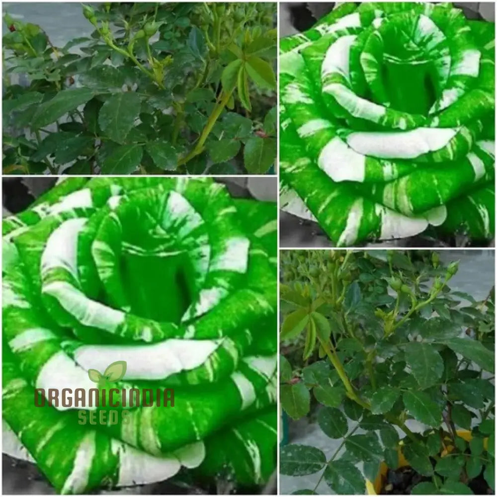 Green And White Flower Seeds For Planting - Gardening Mix (100 Pcs) Seeds