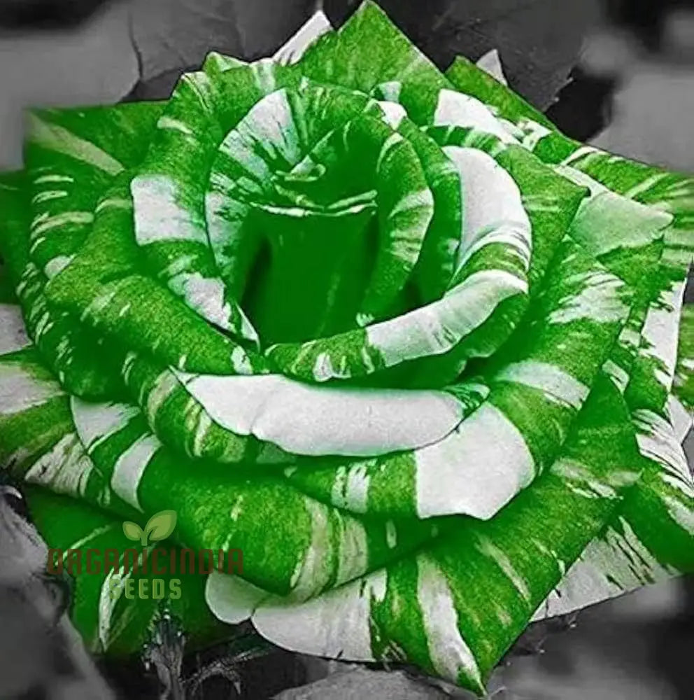 Green And White Flower Seeds For Planting - Gardening Mix (100 Pcs) Seeds