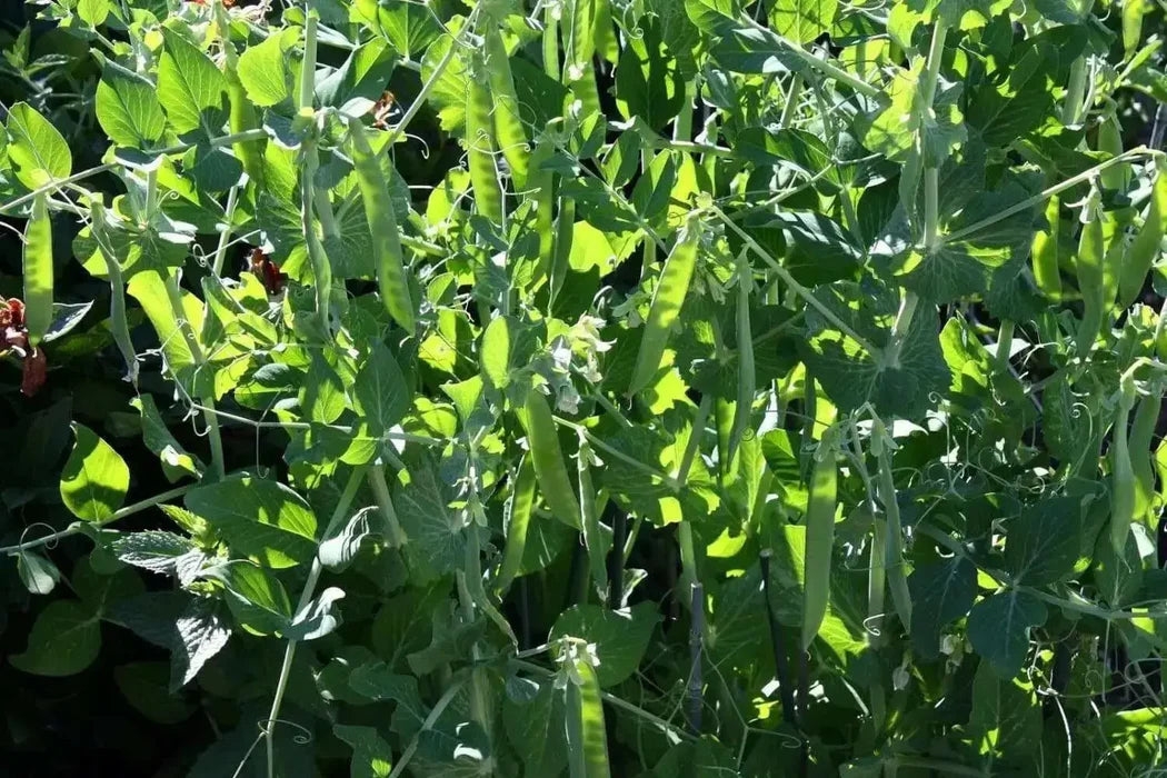 Meteor Pea Vegetable Seeds, Heirloom Snow Pea Variety for Home Gardening High Germination Rate, Easy to Grow