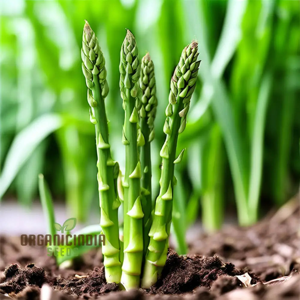 Green Asparagus Vegetable Seeds For Planting Grow Your Own Fresh At Home Leafy Greens