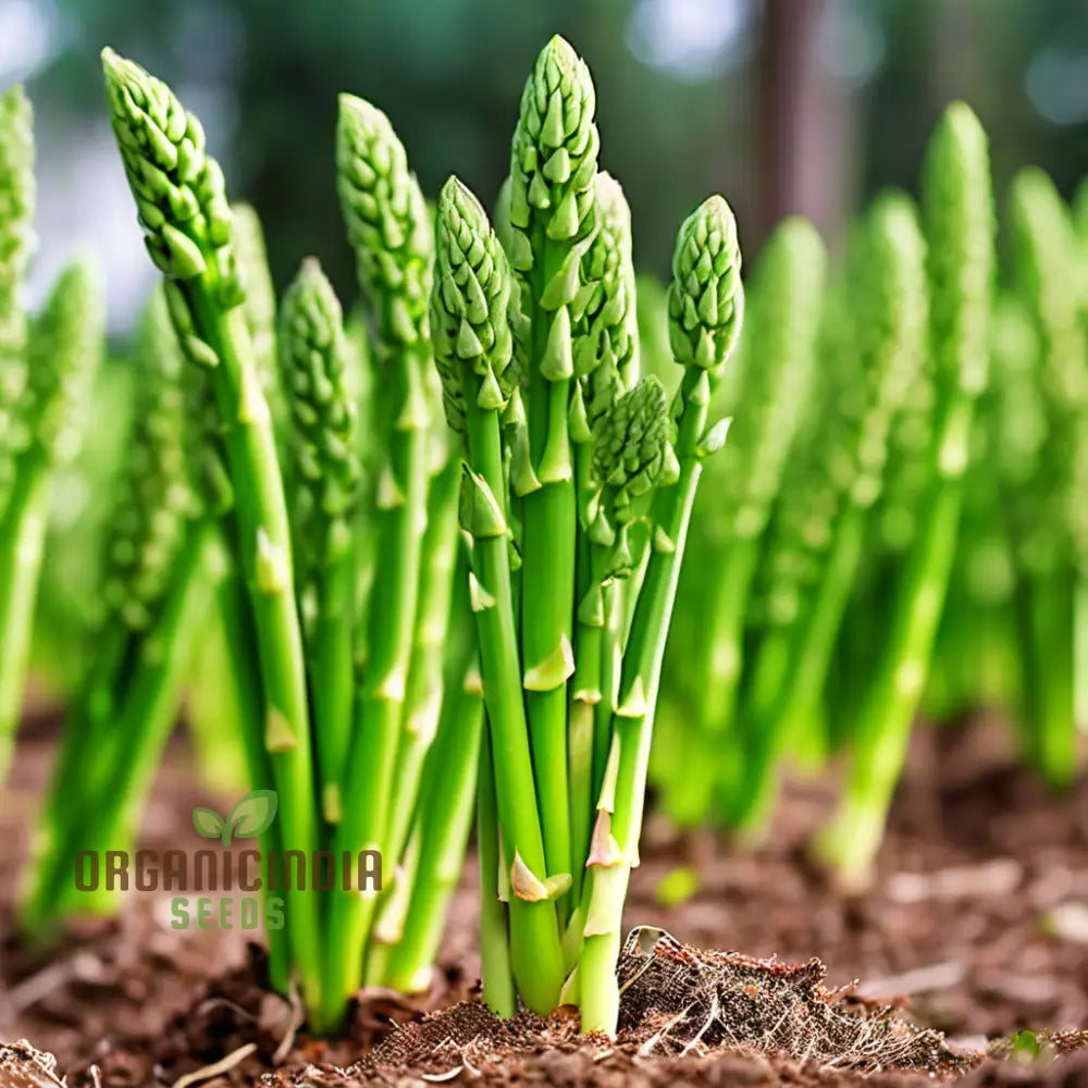 Green Asparagus Vegetable Seeds For Planting Grow Your Own Fresh At Home Leafy Greens