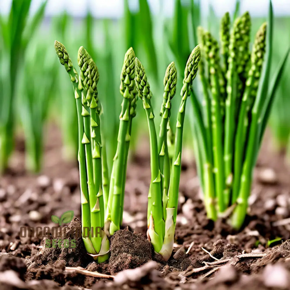 Green Asparagus Vegetable Seeds For Planting Grow Your Own Fresh At Home Leafy Greens