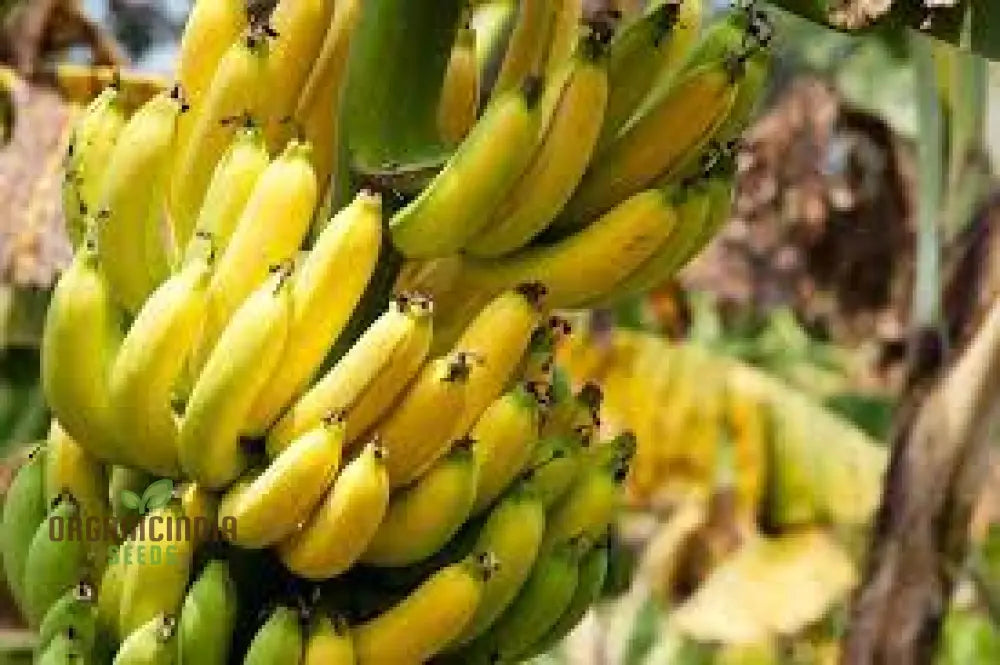 Green Banana Fruit Seeds High-Quality For Planting Your Own Trees