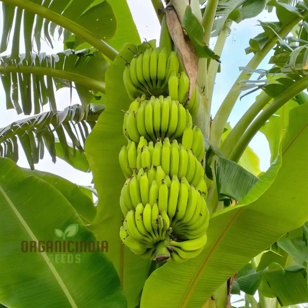 Green Banana Fruit Seeds High-Quality For Planting Your Own Trees