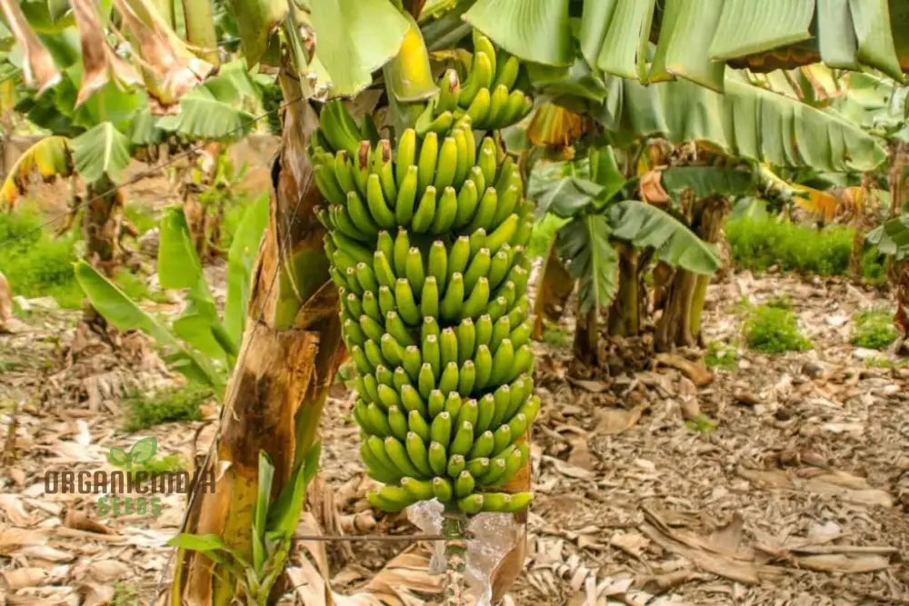 Green Banana Fruit Seeds High-Quality For Planting Your Own Trees