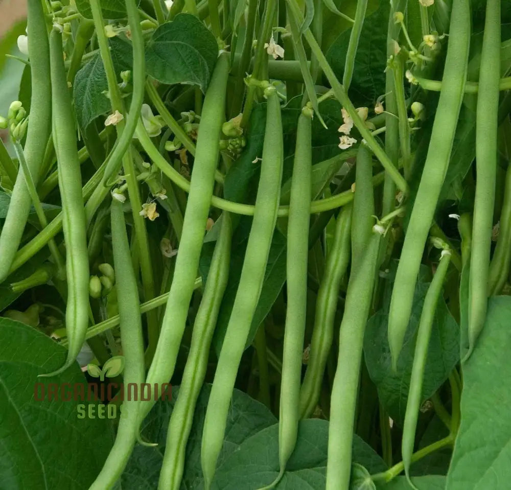 Green Bean Seeds For Planting Fresh And Flavorful Addition To Your Garden Legumes