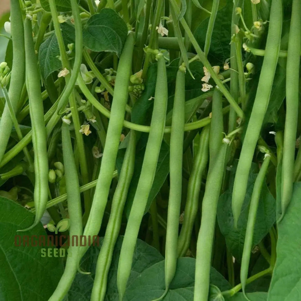 Green Bean Seeds For Planting Fresh And Flavorful Addition To Your Garden Legumes