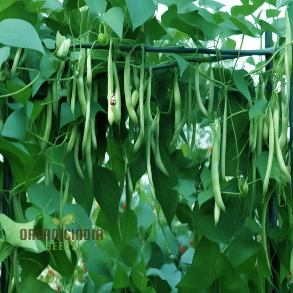 Green Beans Vegetable Seeds Bountiful Harvests Await Premium For Planting Legumes