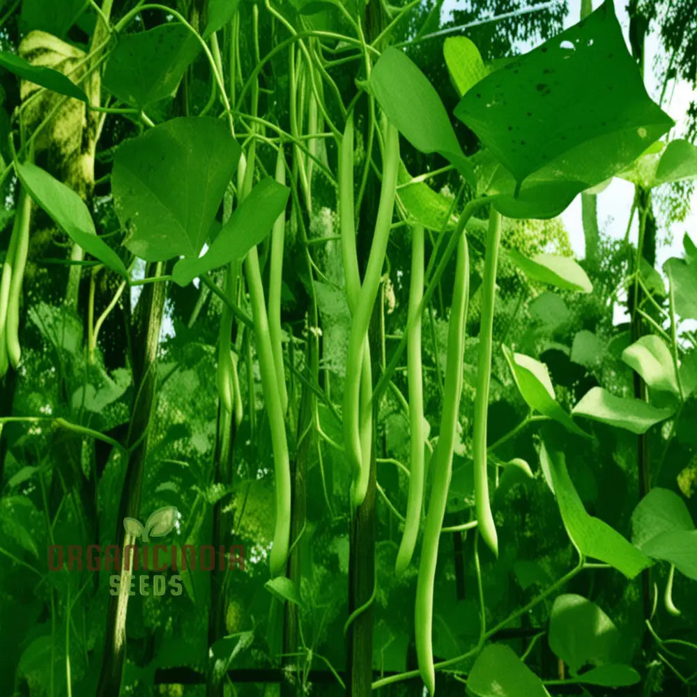 Green Beans Vegetable Seeds Bountiful Harvests Await Premium For Planting Legumes