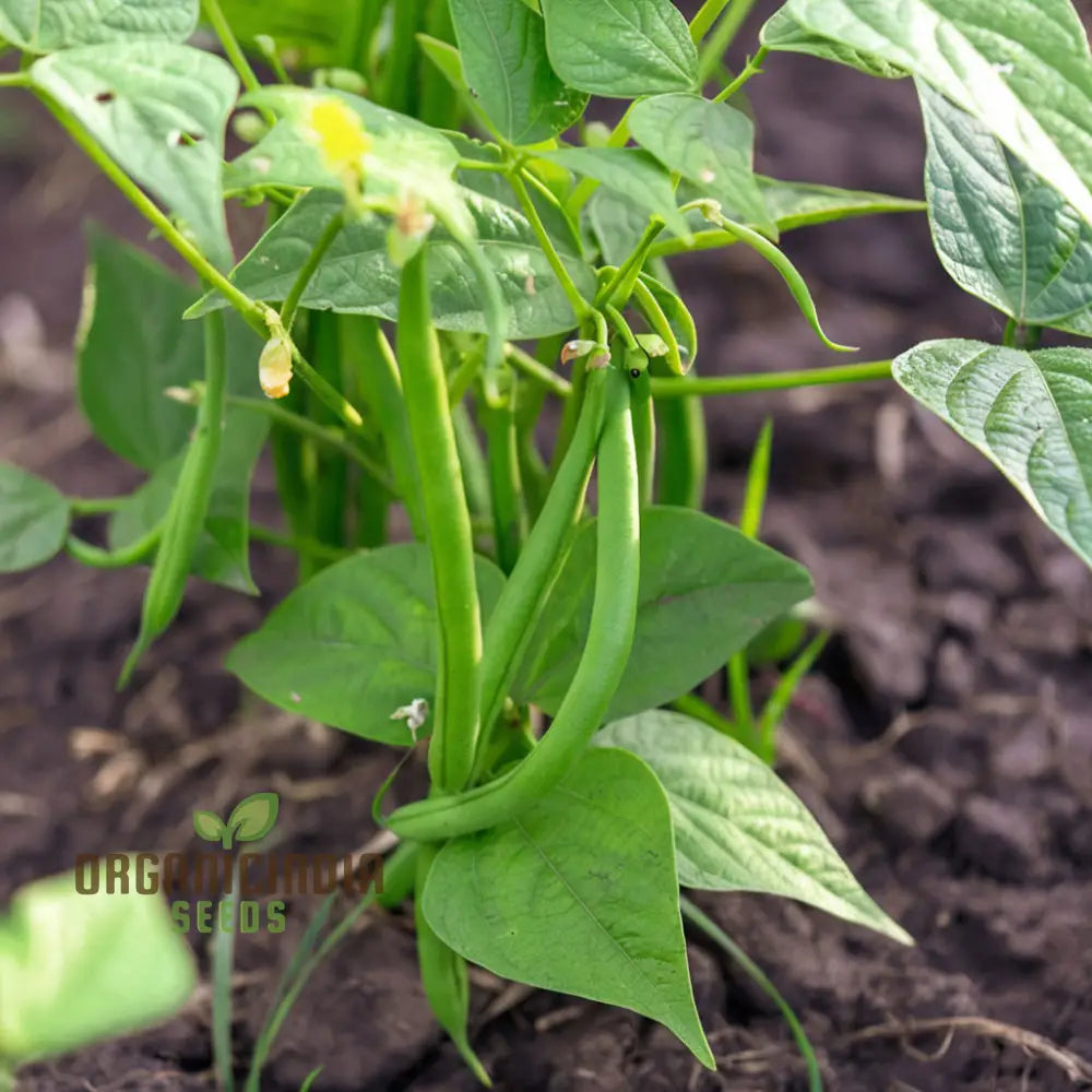 French Bean Hunter Seeds for Lush, Bountiful Gardens - Ideal for Seasoned Gardeners & Enthusiasts