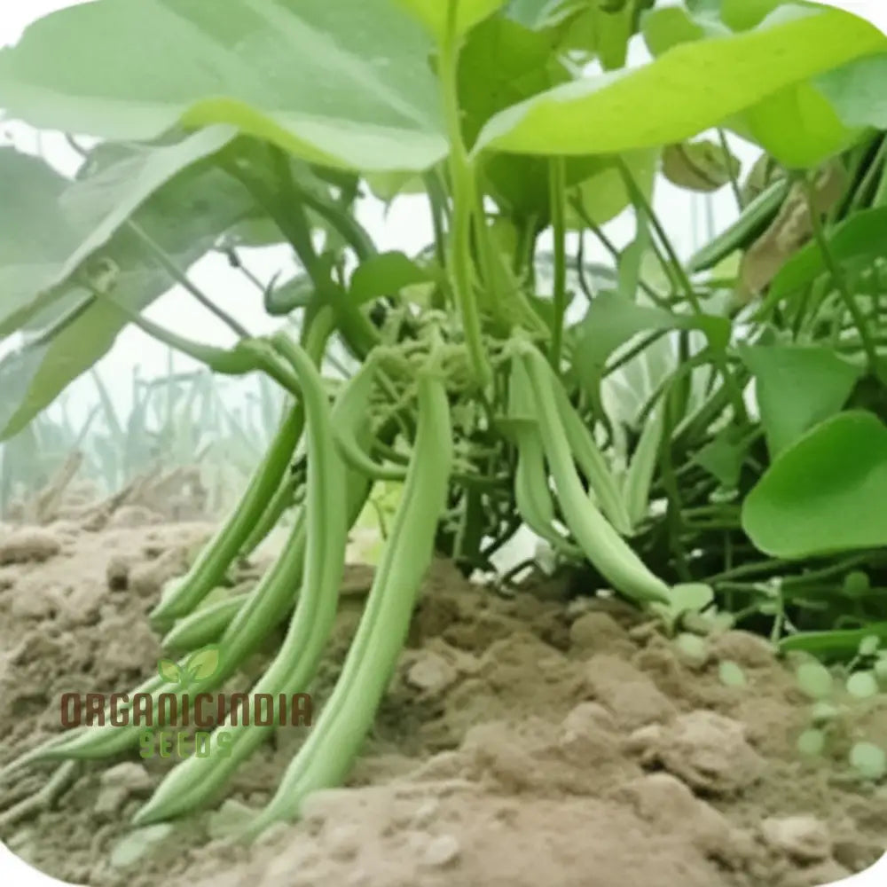 Green Beans Vegetable Seeds Bountiful Harvests Await Premium For Planting Legumes