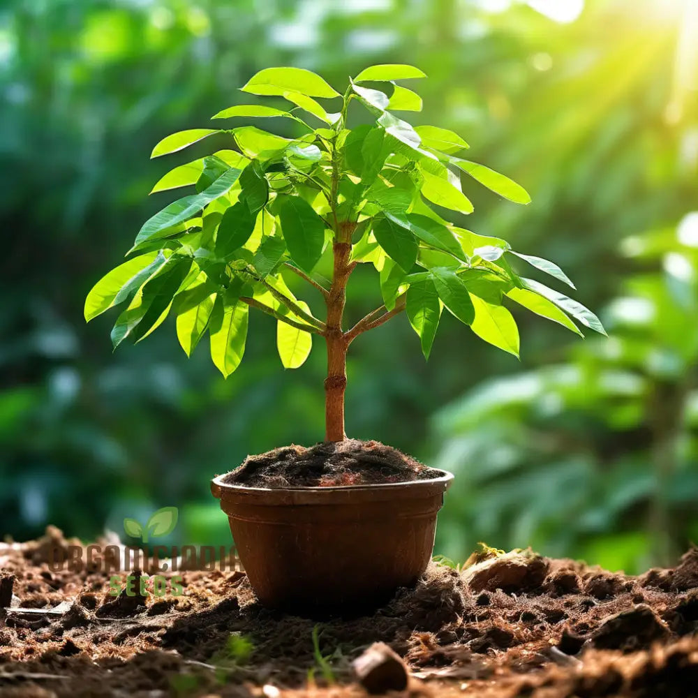 Green Bengalensis Tree Seeds Cultivate Your Own Verdant Haven With Premium Planting