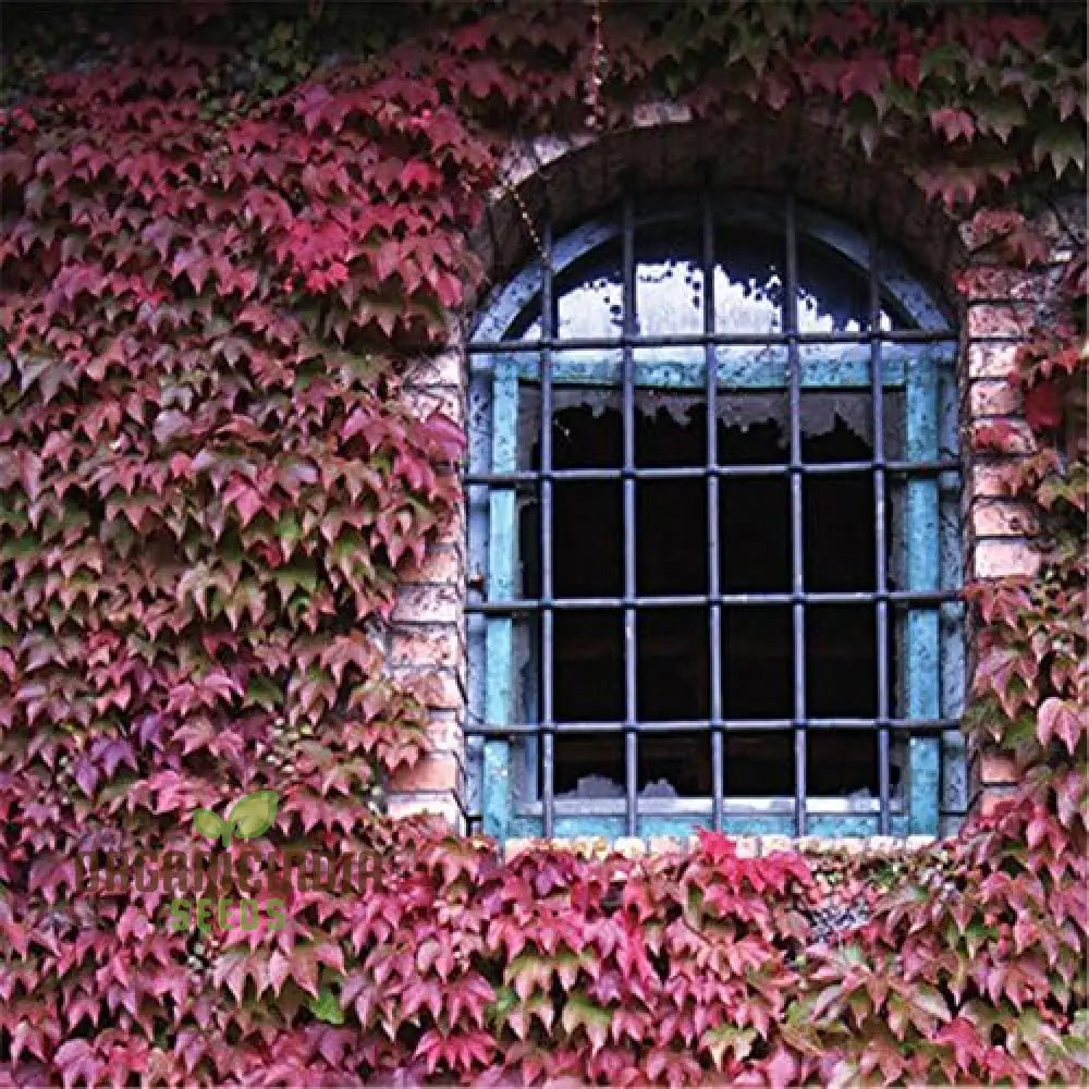 Green Boston Ivy Seeds Growing From Seed Climbing Plant