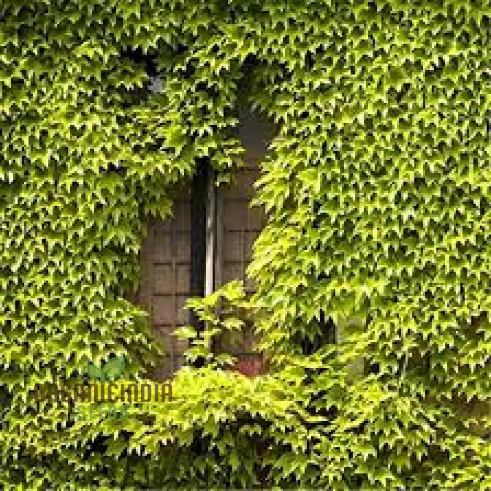 Green Boston Ivy Seeds Growing From Seed Climbing Plant