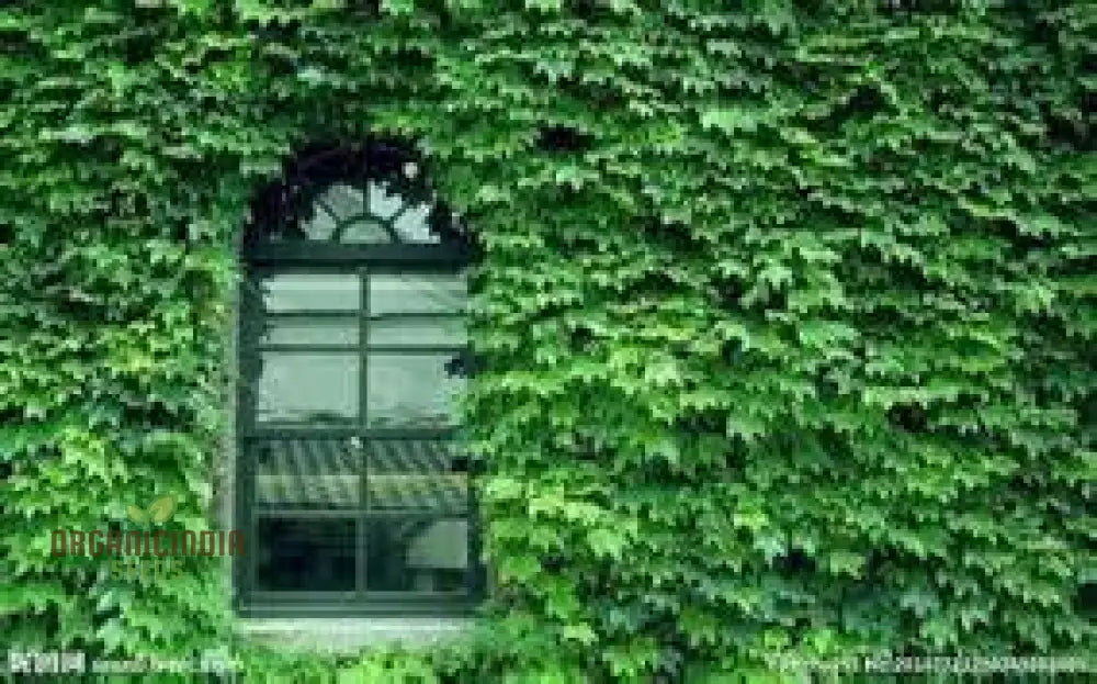 Green Boston Ivy Seeds Growing From Seed Climbing Plant