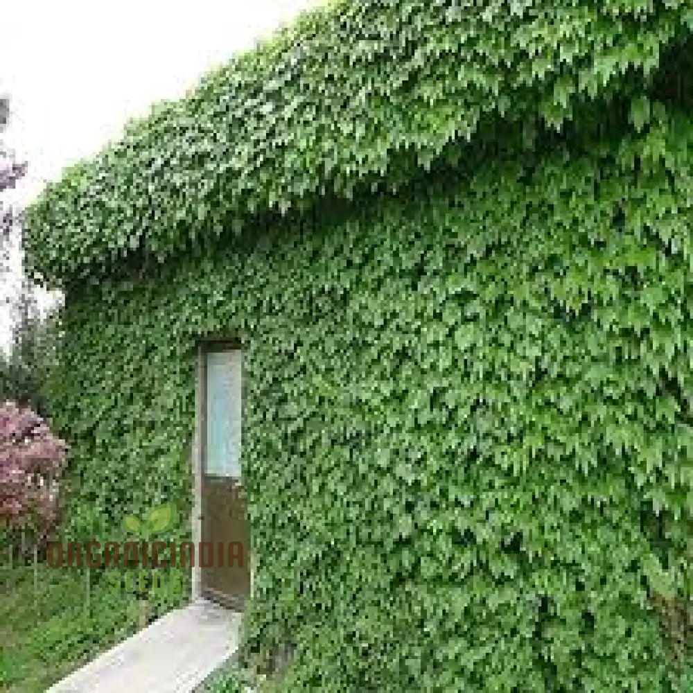 Green Boston Ivy Seeds Growing From Seed Climbing Plant