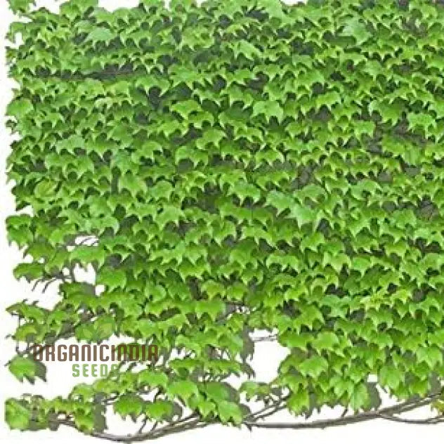 Green Boston Ivy Seeds Growing From Seed Climbing Plant