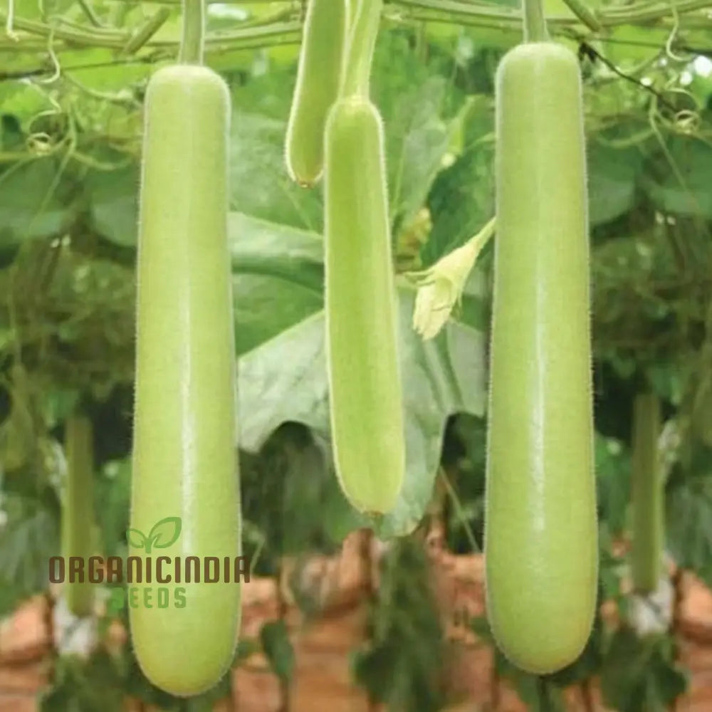 Green Bottle Gourd Vegetable Seeds For Planting Organic Seeds: Fast-Growing Vines For Fresh