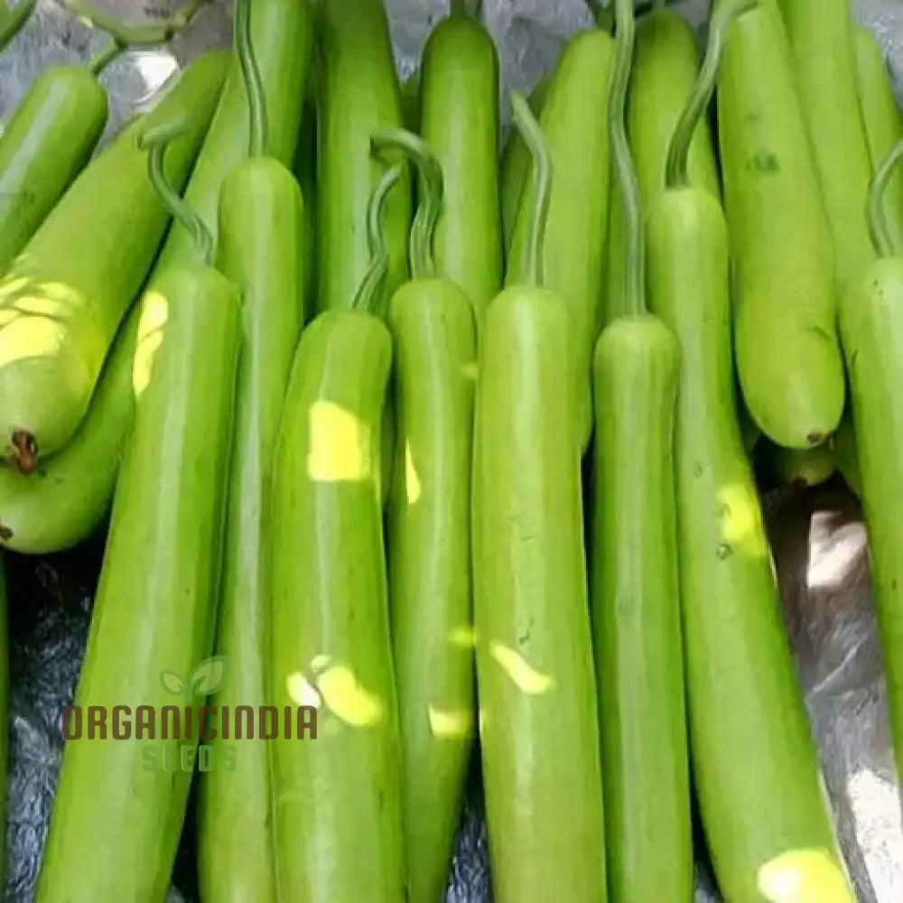 Green Bottle Gourd Vegetable Seeds For Planting Organic Seeds: Fast-Growing Vines For Fresh