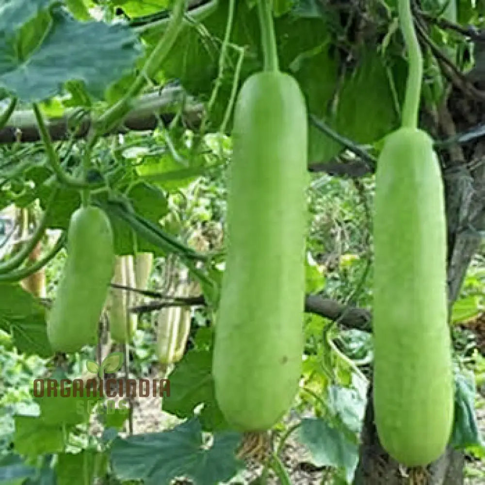 Green Bottle Gourd Vegetable Seeds For Planting Organic Seeds: Fast-Growing Vines For Fresh