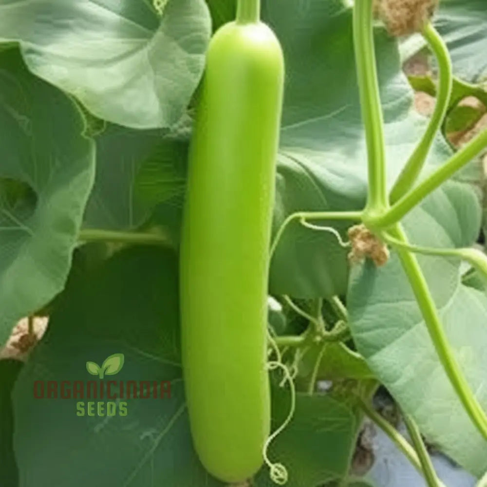 Green Bottle Gourd Vegetable Seeds For Planting Organic Seeds: Fast-Growing Vines For Fresh