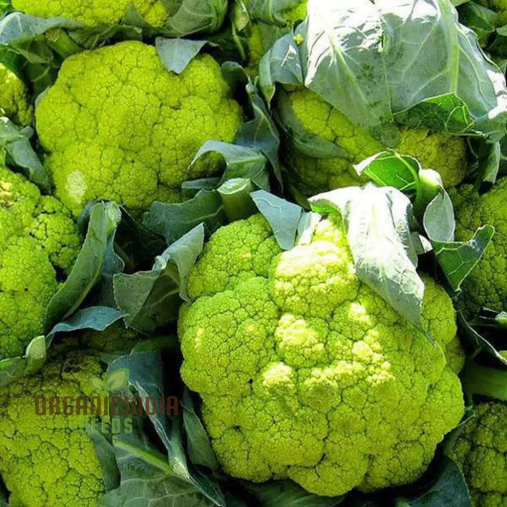 Green Cauliflower Seeds Elevate Your Garden With Fresh Vegetable Delights Leafy Greens