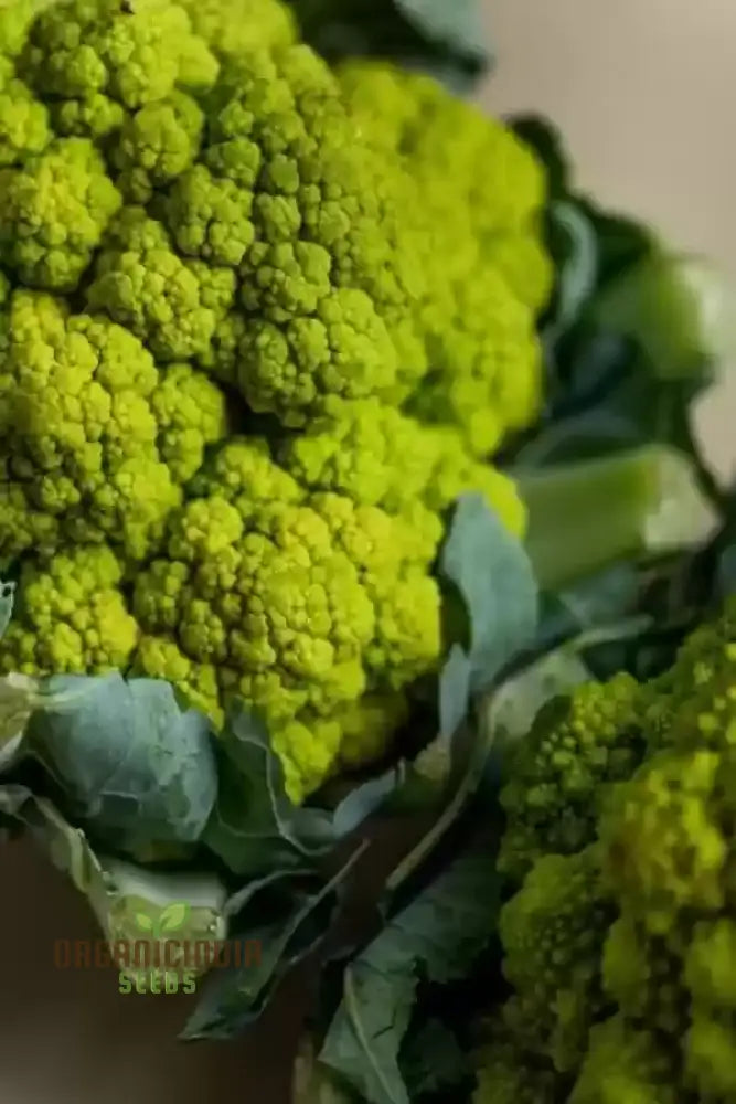 Green Cauliflower Seeds Elevate Your Garden With Fresh Vegetable Delights Leafy Greens