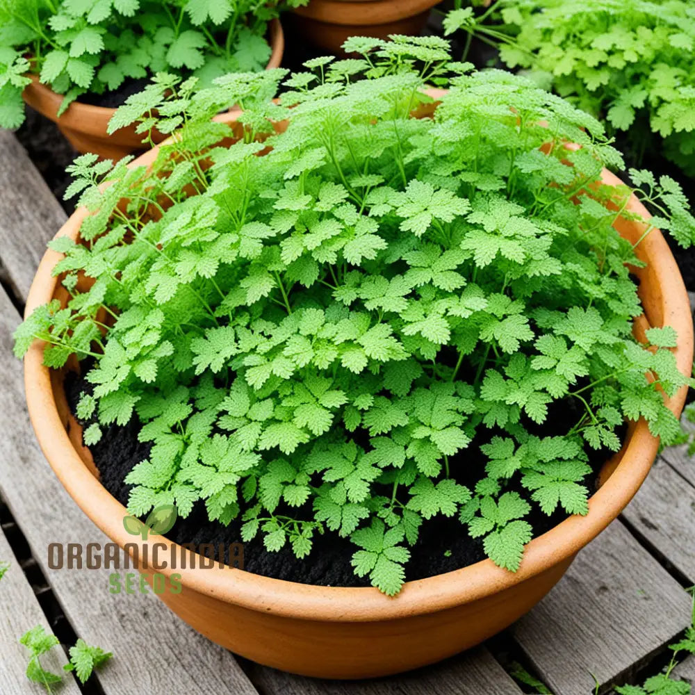 Green Chervil Vegetable Seeds For Planting Fresh Culinary Herb For Your Garden Leafy Greens