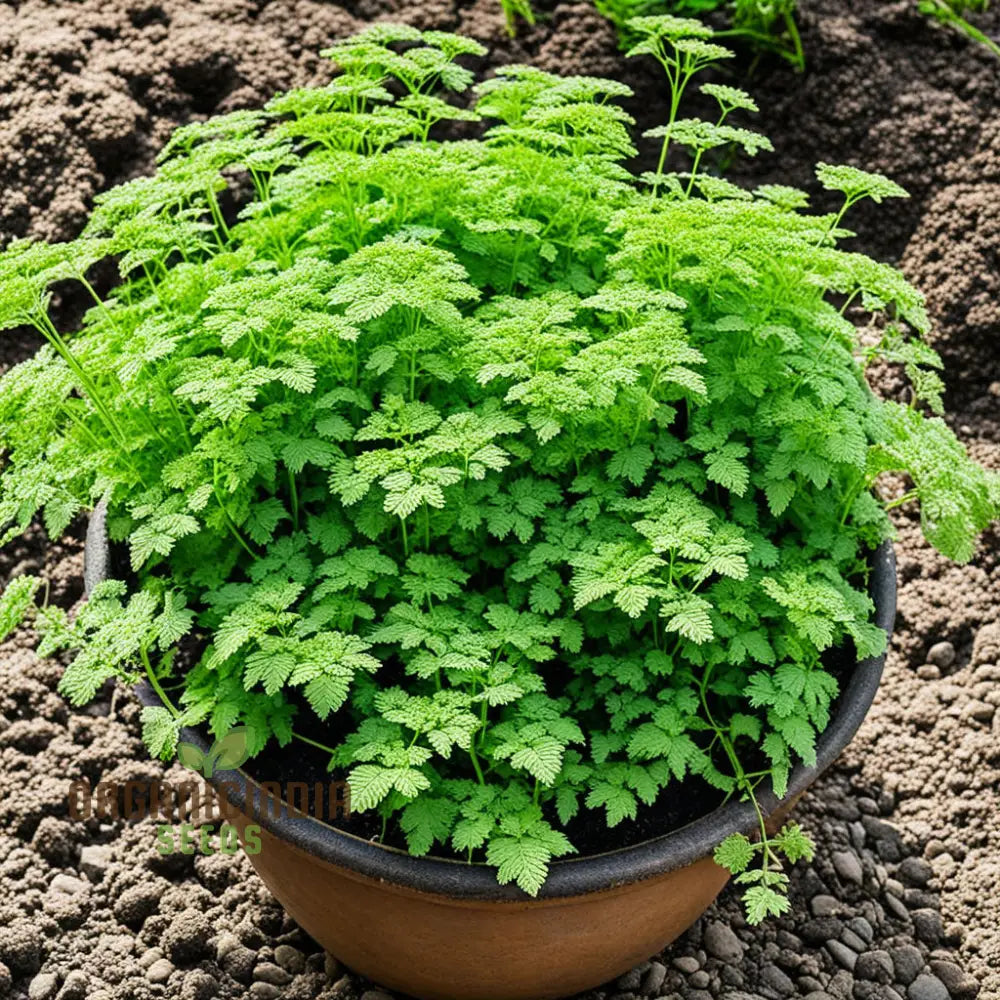 Green Chervil Vegetable Seeds For Planting Fresh Culinary Herb For Your Garden Leafy Greens