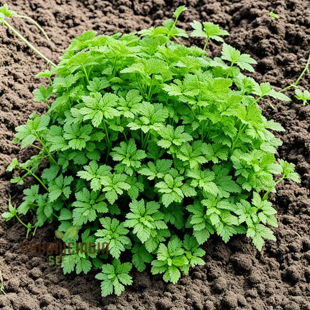 Green Chervil Vegetable Seeds For Planting Fresh Culinary Herb For Your Garden Leafy Greens