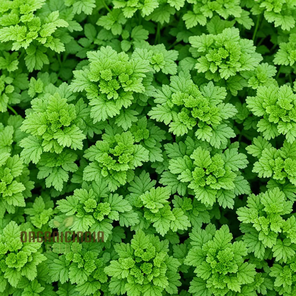 Green Chervil Vegetable Seeds For Planting Fresh Culinary Herb For Your Garden Leafy Greens