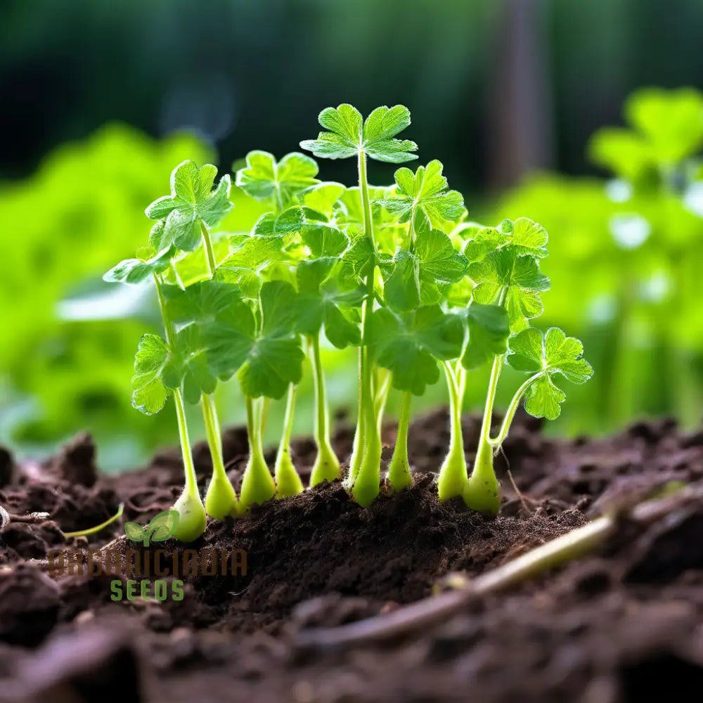 Green Chervil Vegetable Seeds For Planting Fresh Culinary Herb For Your Garden Leafy Greens