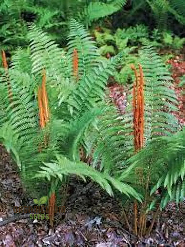 Green Cinnamon Fern Spores Plant Seeds 250