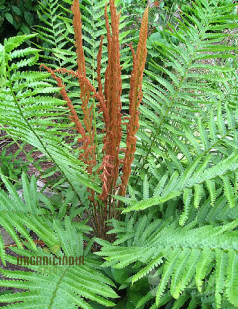 Green Cinnamon Fern Spores Plant Seeds 250