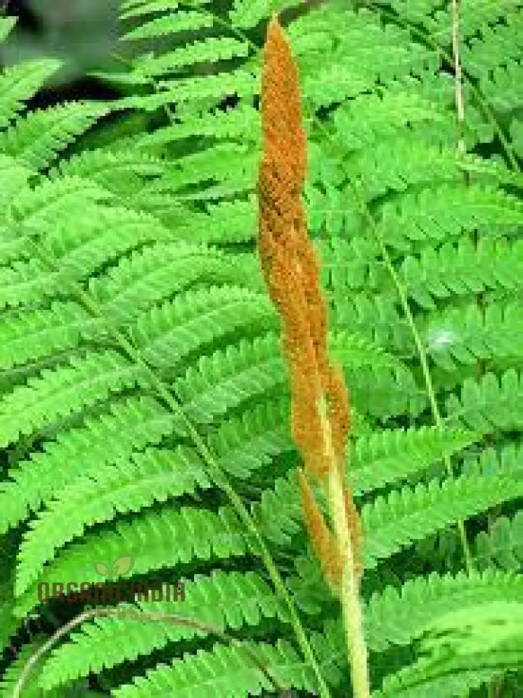 Green Cinnamon Fern Spores Plant Seeds 250