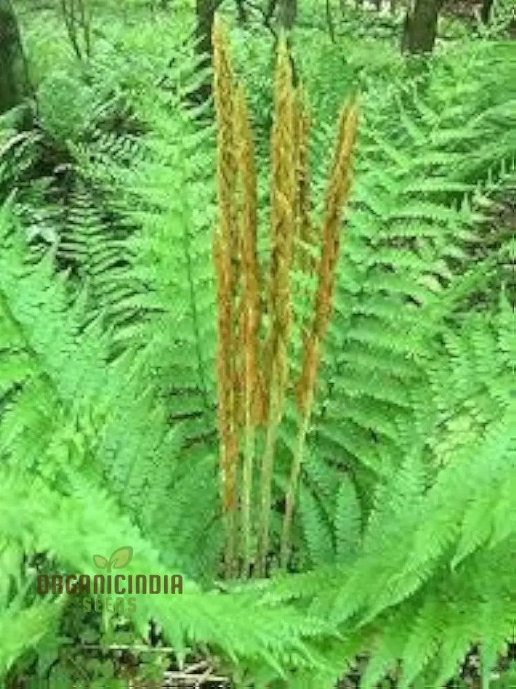 Green Cinnamon Fern Spores Plant Seeds 250