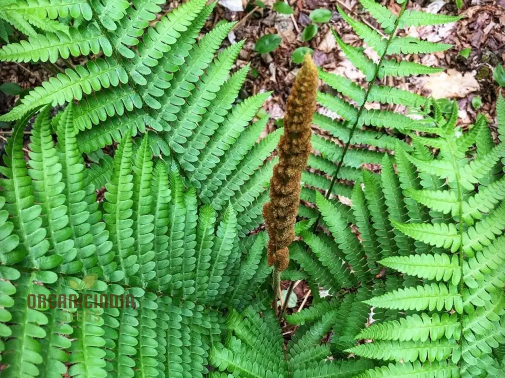 Green Cinnamon Fern Spores Plant Seeds 250