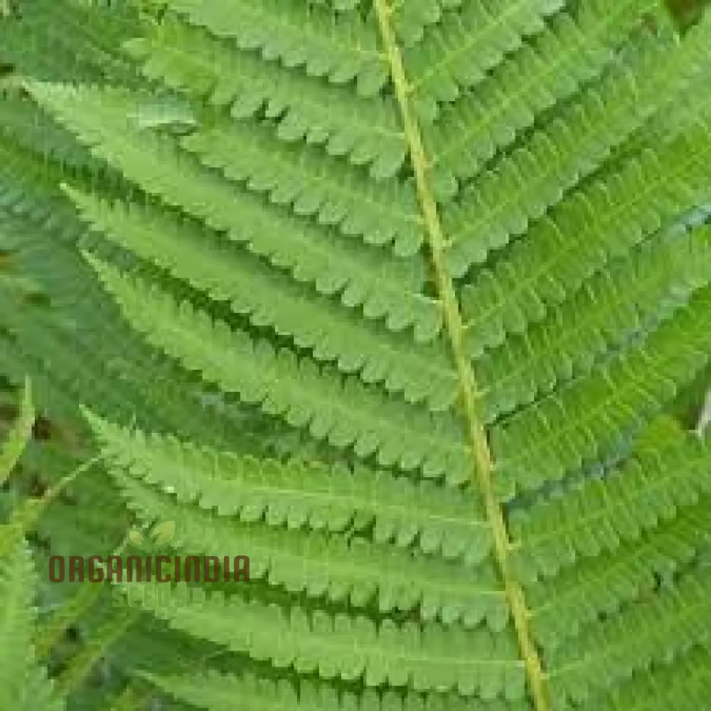 Green Cinnamon Fern Spores Plant Seeds 250