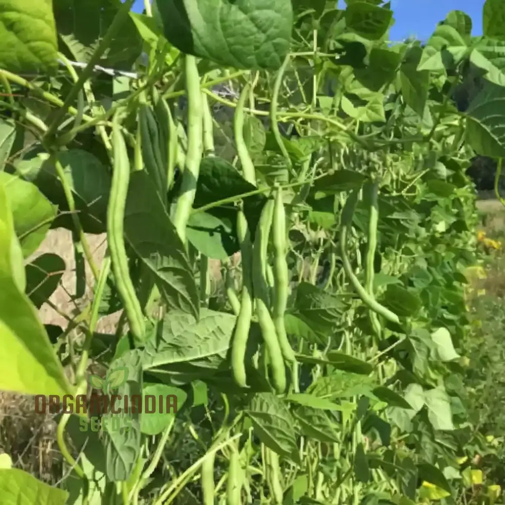 Green Contender Vegetable Bean Seeds Heirloom Quality For Vibrant Gardens For Planting Legumes