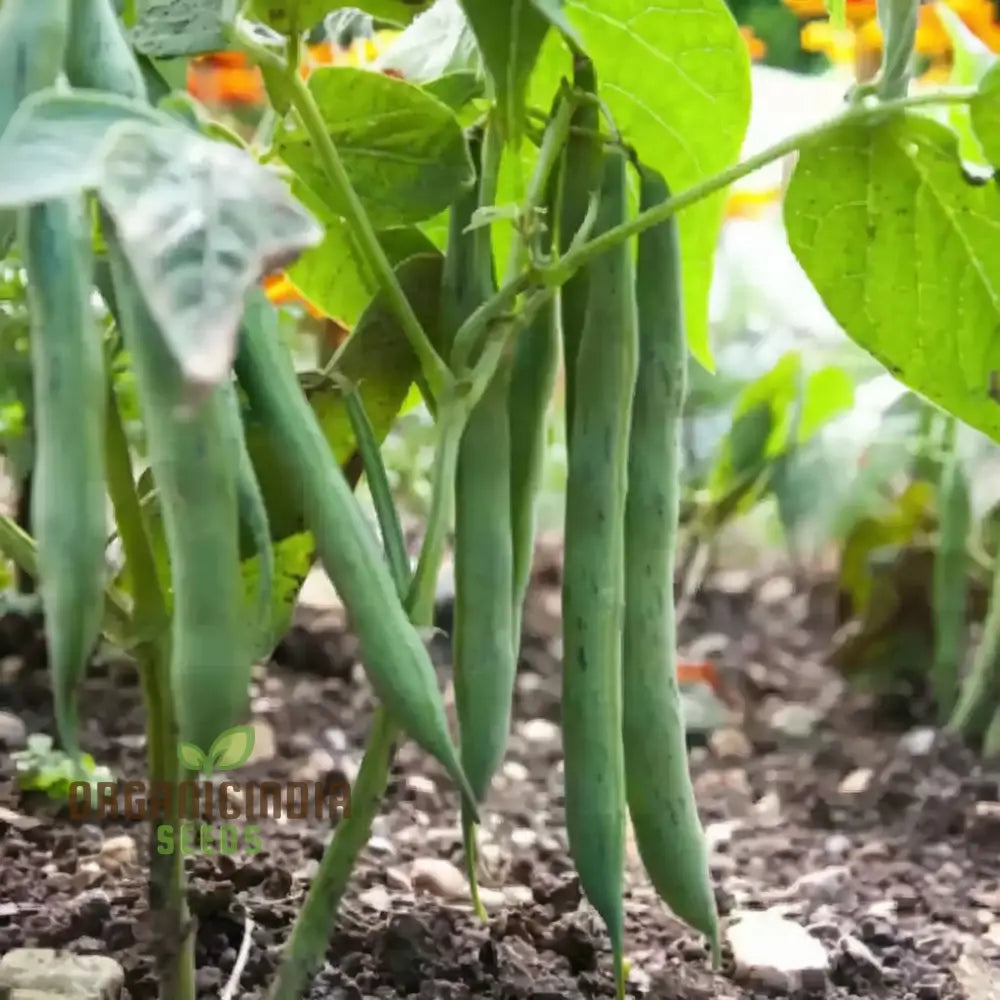 Green Contender Vegetable Bean Seeds Heirloom Quality For Vibrant Gardens For Planting Legumes