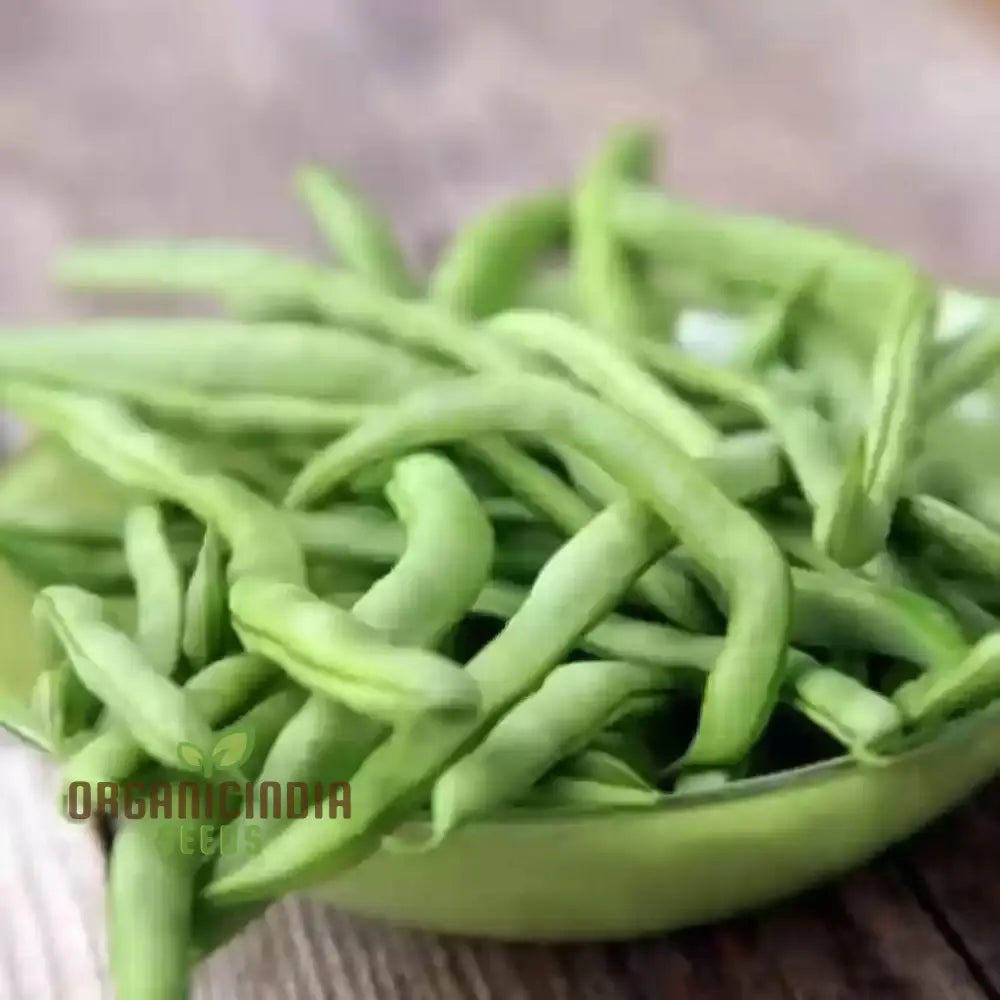 Green Contender Vegetable Bean Seeds Heirloom Quality For Vibrant Gardens For Planting Legumes