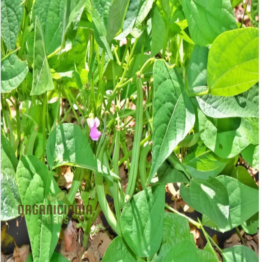 Green Contender Vegetable Bean Seeds Heirloom Quality For Vibrant Gardens For Planting Legumes